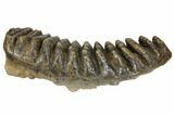 Fossil Stegodon Molar - Indonesia #146531-6